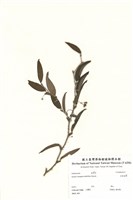 藏品(細葉菝契)的圖片